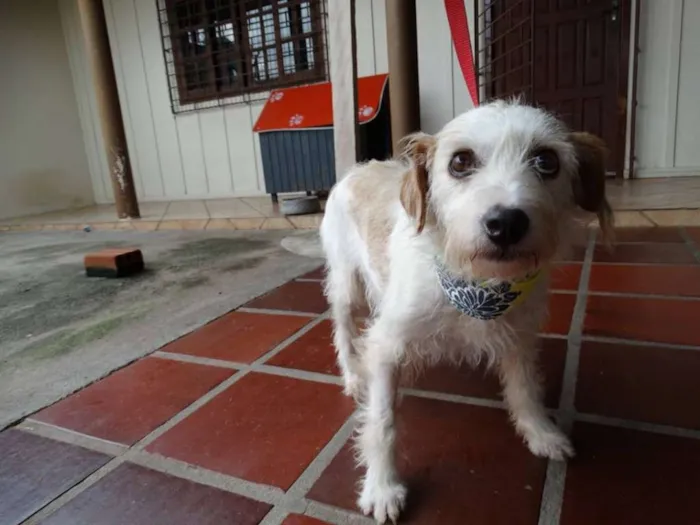 Cachorro ra a srd idade 2 anos nome Bella