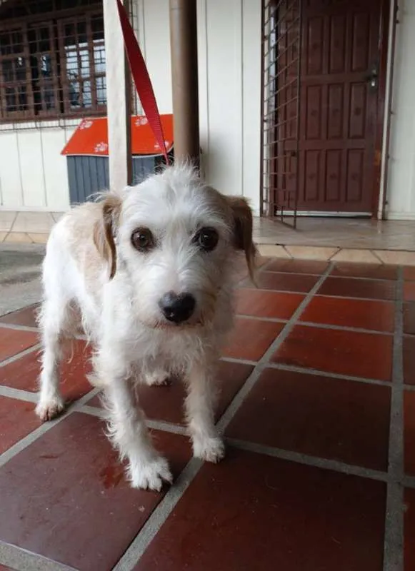 Cachorro ra a srd idade 2 anos nome Bella