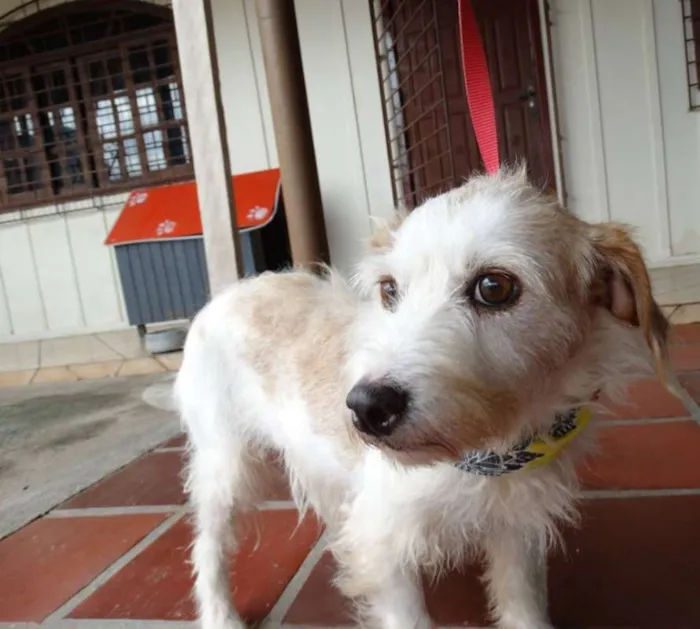 Cachorro ra a srd idade 2 anos nome Bella