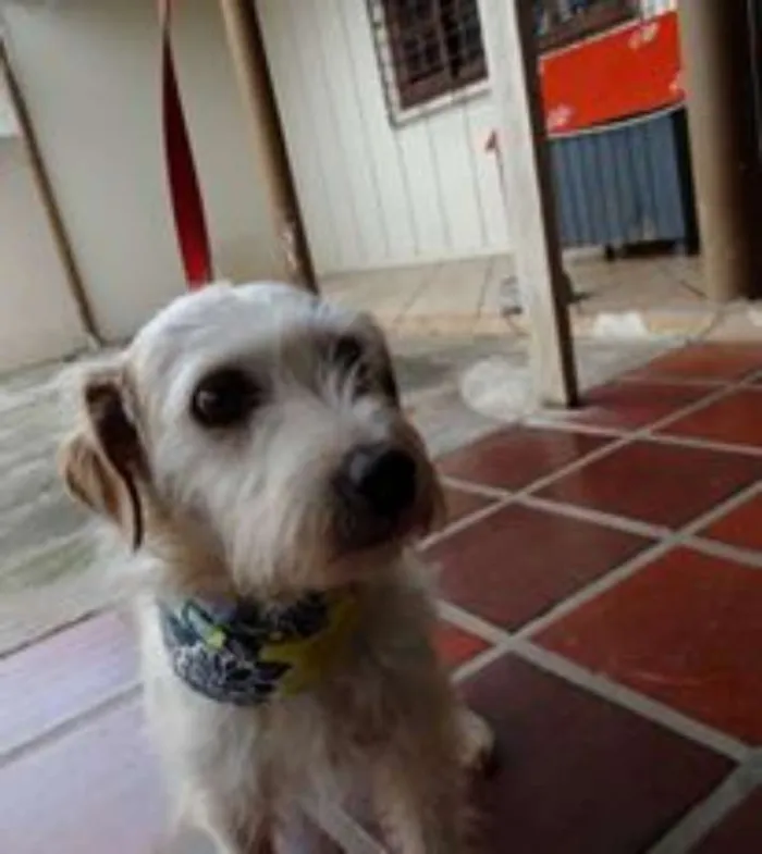 Cachorro ra a srd idade 2 anos nome Bella