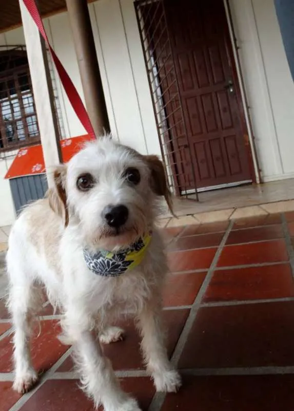 Cachorro ra a srd idade 2 anos nome Bella