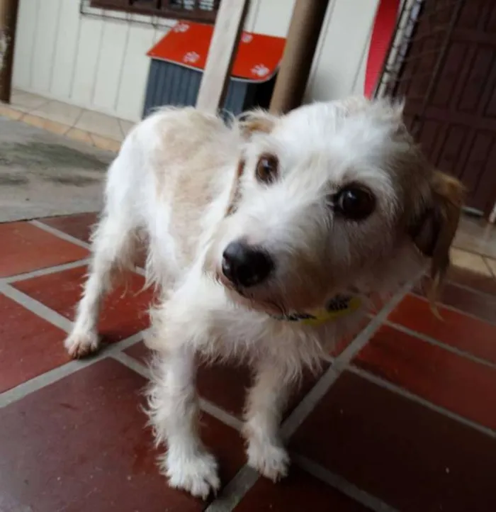 Cachorro ra a srd idade 2 anos nome Bella