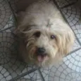 lilica
