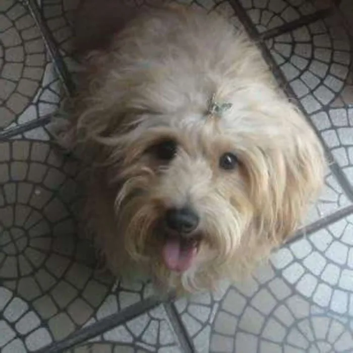 Cachorro raça vira lata idade 4 anos nome lilica