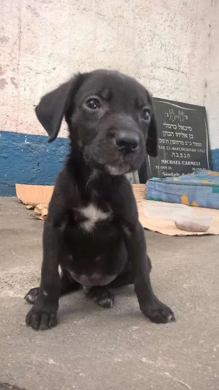 Cachorro ra a SRD idade 2 a 6 meses nome Sem Nome