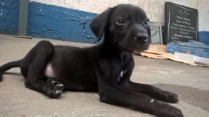 Cachorro ra a SRD idade 2 a 6 meses nome Sem Nome