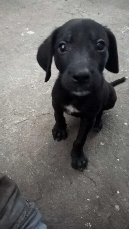Cachorro ra a SRD idade 2 a 6 meses nome Sem Nome