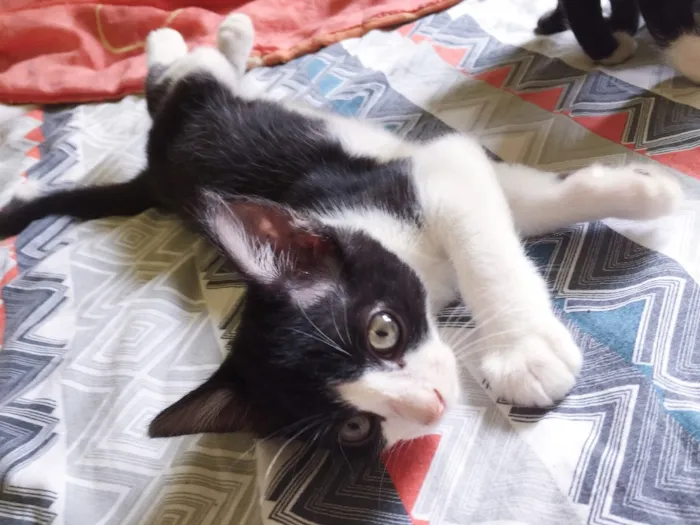Gato raça Raça não definida  idade 2 a 6 meses nome Amora, Lili, Muffin