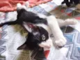 Amora, Lili, Muffin
