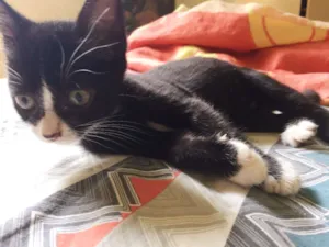 Gato raça Raça não definida  idade 2 a 6 meses nome Amora, Lili, Muffin