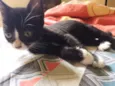 Amora, Lili, Muffin