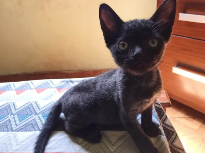 Gato raça Raça não definida  idade 2 a 6 meses nome Amora, Lili, Muffin
