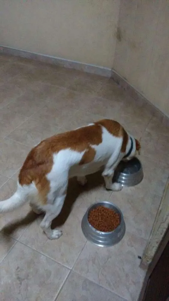 Cachorro ra a Não defenida idade 1 ano nome Paçoca