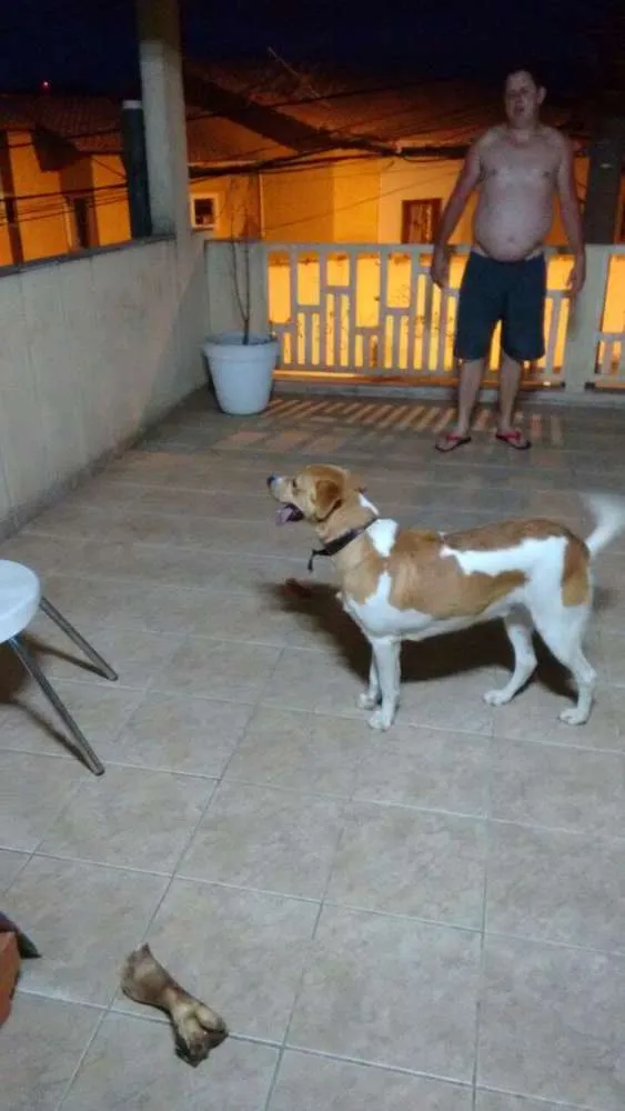 Cachorro ra a Não defenida idade 1 ano nome Paçoca