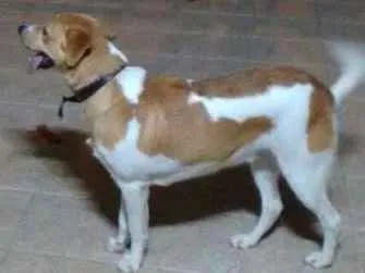 Cachorro ra a Não defenida idade 1 ano nome Paçoca