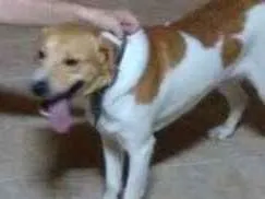 Cachorro ra a Não defenida idade 1 ano nome Paçoca