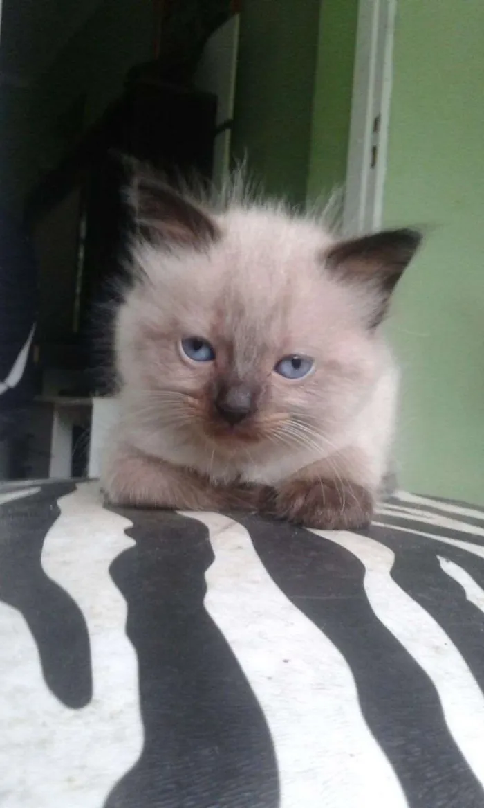 Gato ra a Não sei idade 2 a 6 meses nome Bochecas e Amora