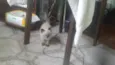 Bochecas e Amora