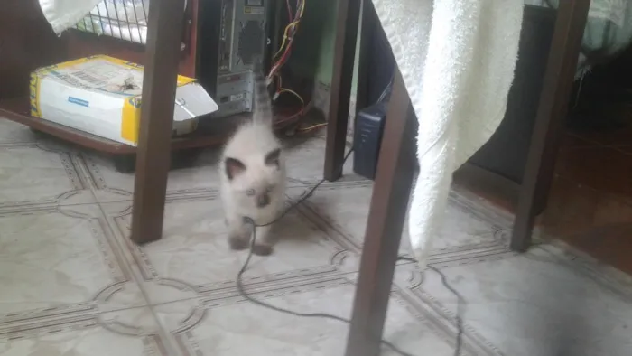 Gato ra a Não sei idade 2 a 6 meses nome Bochecas e Amora