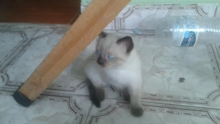 Gato ra a Não sei idade 2 a 6 meses nome Bochecas e Amora