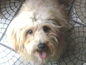 Cachorro raça vira lata idade 4 anos nome lilica