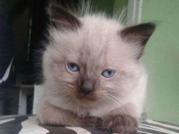 Gato ra a Não sei idade 2 a 6 meses nome Bochecas e Amora