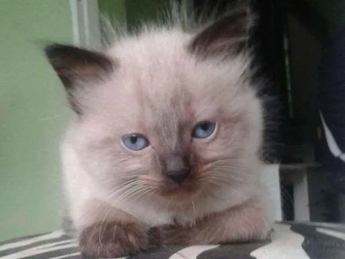 Gato ra a Não sei idade 2 a 6 meses nome Bochecas e Amora