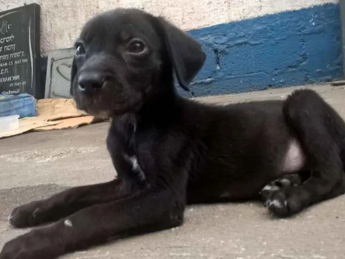 Cachorro ra a SRD idade 2 a 6 meses nome Sem Nome