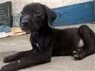 Cachorro raça SRD idade 2 a 6 meses nome Sem Nome