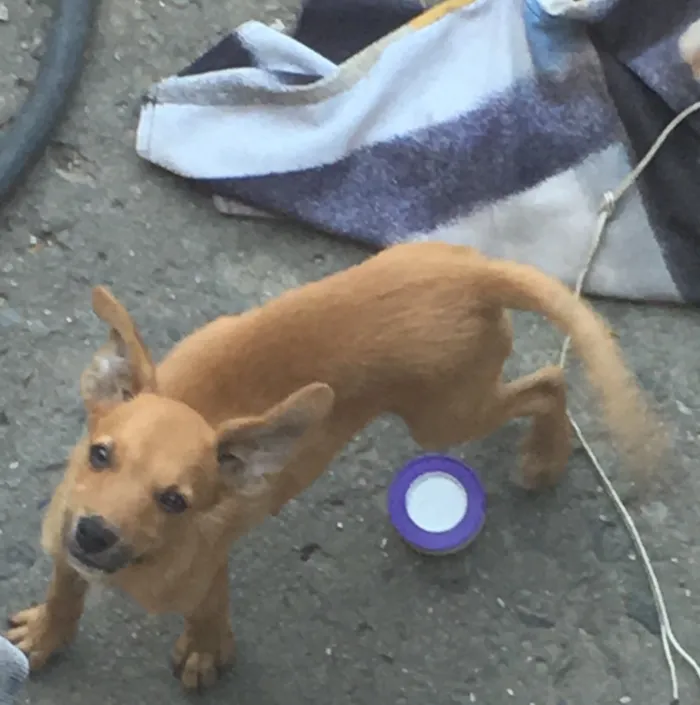 Cachorro ra a Vira lata  idade 2 a 6 meses nome Amarelinho caramelo