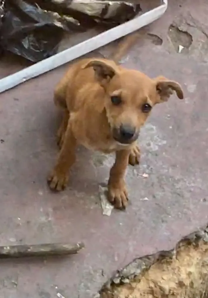 Cachorro ra a Vira lata  idade 2 a 6 meses nome Amarelinho caramelo