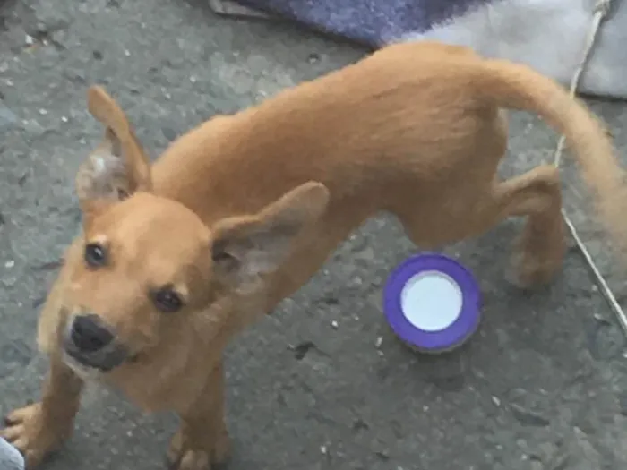 Cachorro ra a Vira lata  idade 2 a 6 meses nome Amarelinho caramelo