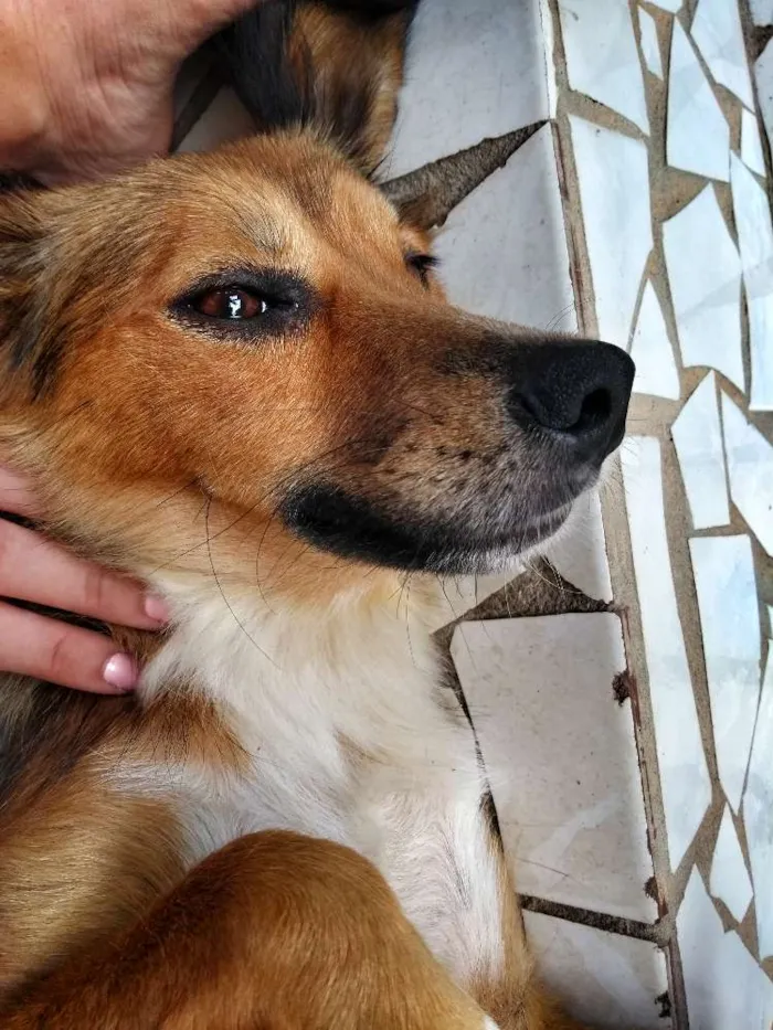 Cachorro raça Vira Lata idade 2 anos nome Madona