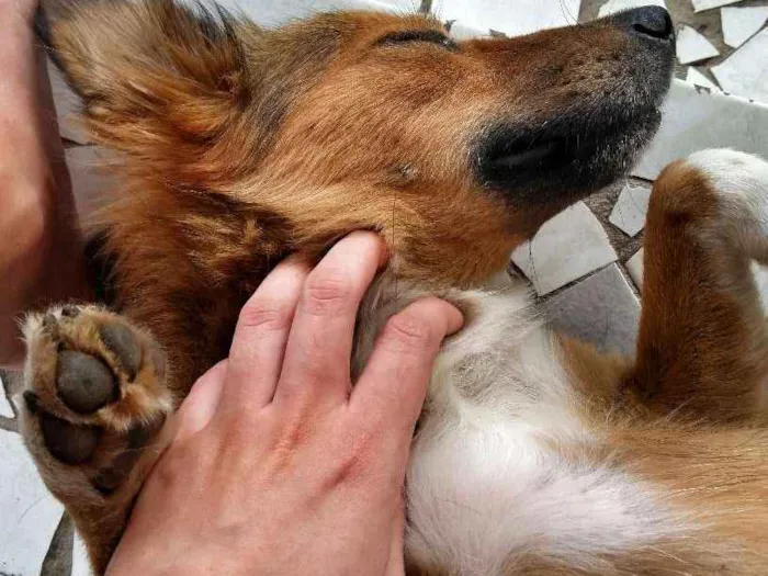 Cachorro raça Vira Lata idade 2 anos nome Madona