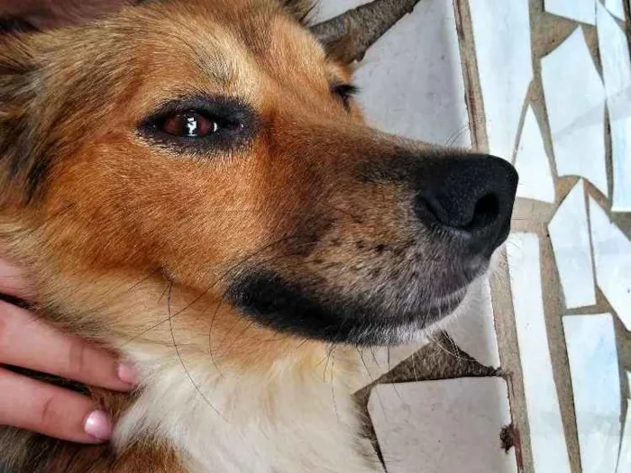 Cachorro raça Vira Lata idade 2 anos nome Madona