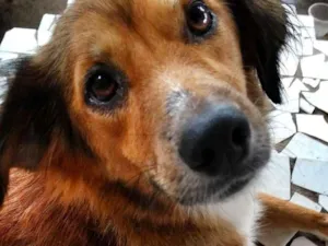 Cachorro raça Vira Lata idade 2 anos nome Madona