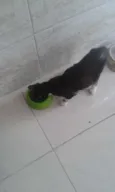 Não possui
