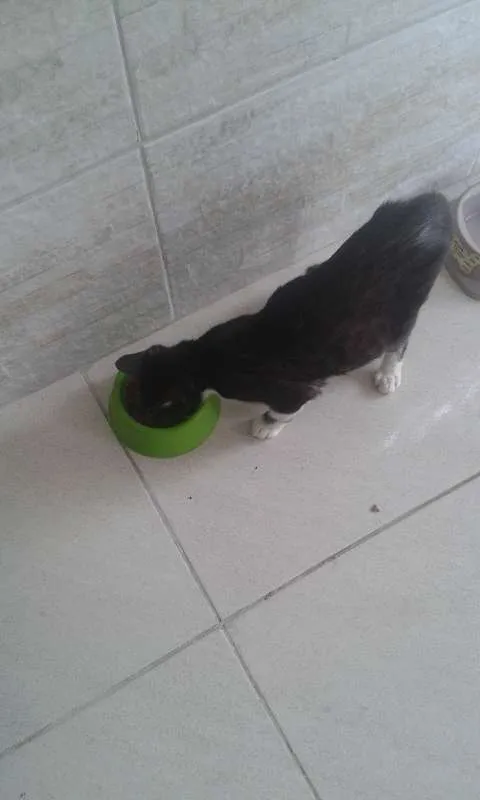 Gato raça Sem raça definida idade Abaixo de 2 meses nome Não possui