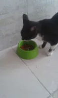 Não possui