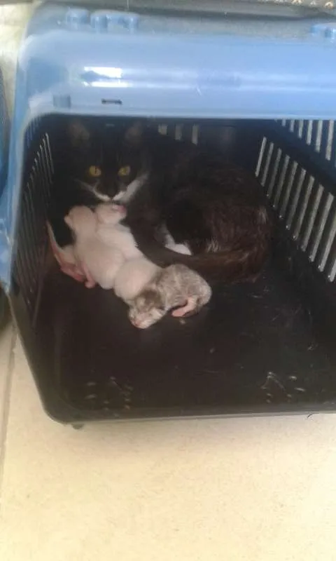 Gato raça Sem raça definida idade Abaixo de 2 meses nome Não possui