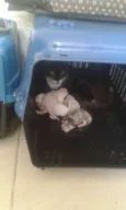 Não possui
