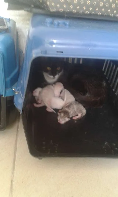 Gato raça Sem raça definida idade Abaixo de 2 meses nome Não possui