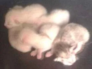 Gato raça Sem raça definida idade Abaixo de 2 meses nome Não possui