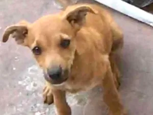 Cachorro raça Vira lata  idade 2 a 6 meses nome Amarelinho caramelo