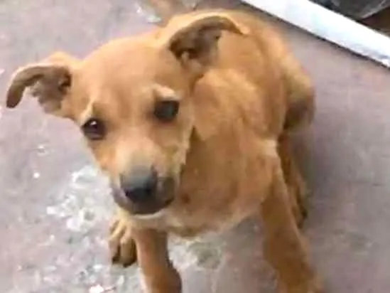 Cachorro ra a Vira lata  idade 2 a 6 meses nome Amarelinho caramelo