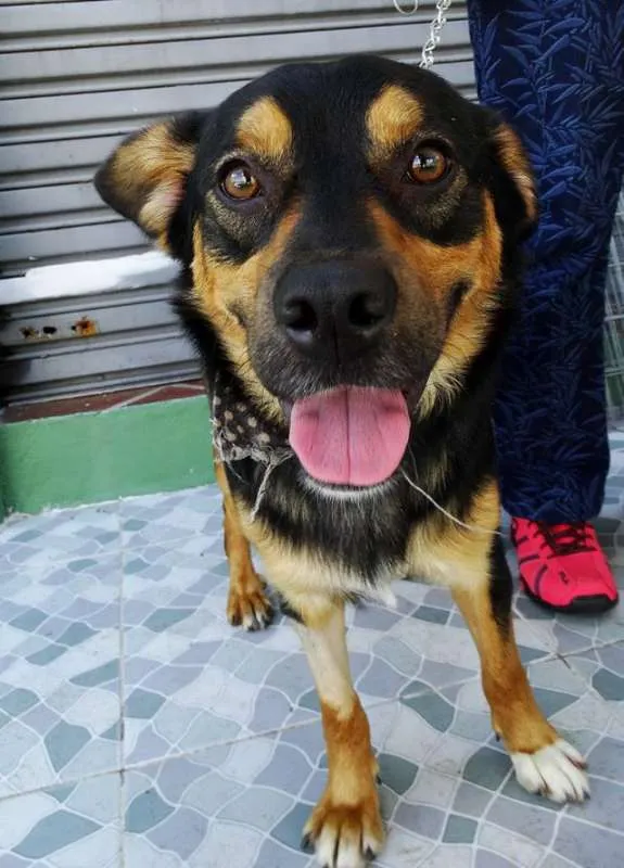 Cachorro ra a SRd idade 1 ano nome Vicente
