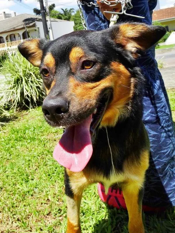 Cachorro ra a SRd idade 1 ano nome Vicente
