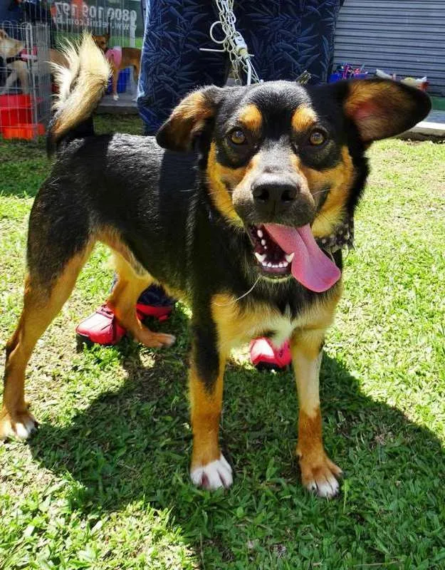 Cachorro ra a SRd idade 1 ano nome Vicente
