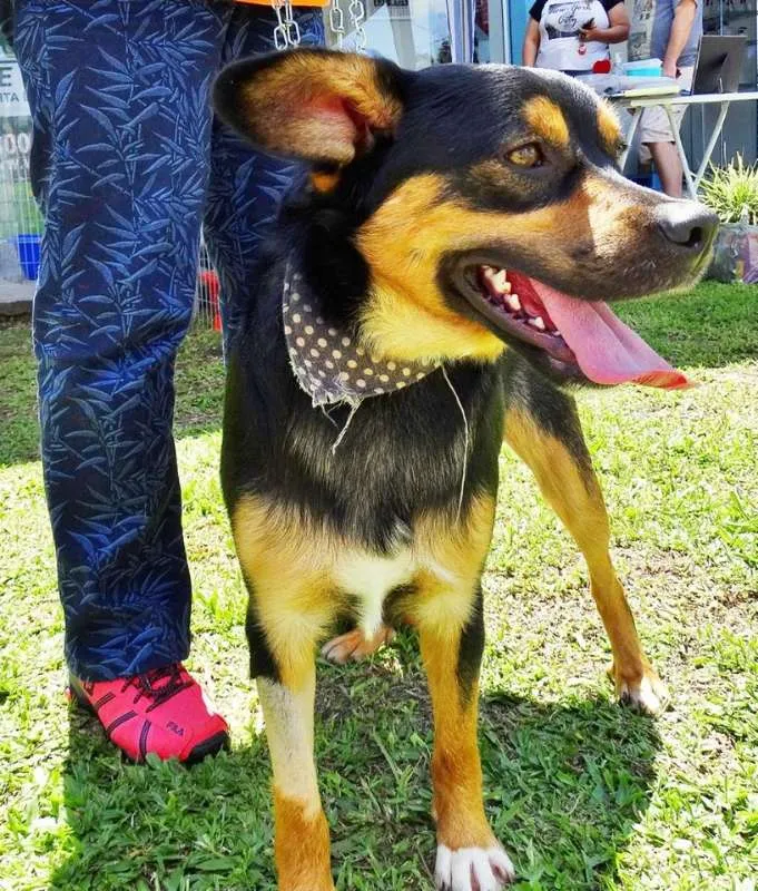 Cachorro ra a SRd idade 1 ano nome Vicente