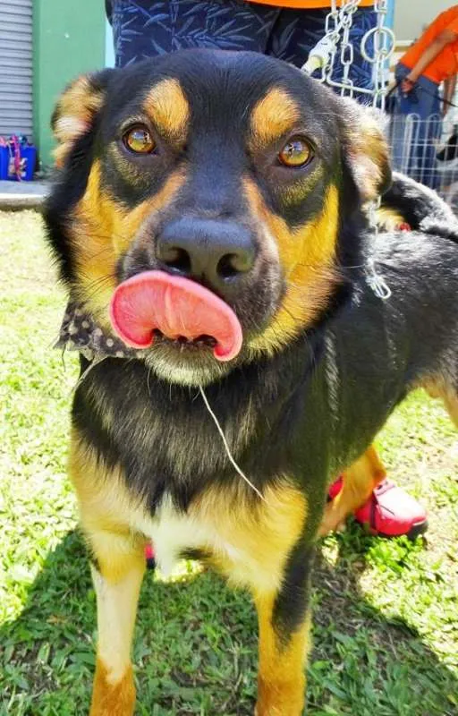 Cachorro ra a SRd idade 1 ano nome Vicente